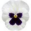3 Pansy Cats Plus White Plants, Hardy Winter & Spring Flowering Pansies, 1 Litre Root-Ball