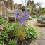 6 Campanula Persicifolia Caerulea Plants, Hardy Blue Bellflower Perennial, 1Ltr Root Ball