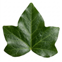 Hedera Helix English Ivy Plants