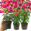 3 Large Plants - Fuchsia Diva Rose & Violet, Ready to Plant in Your Garden