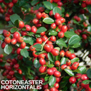 Cotoneaster Horizontalis Plant