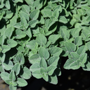 Oregano Growers Mix Plant