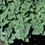Oregano Growers Mix