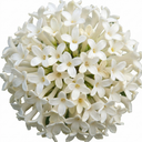 Osmanthus Burkwoodii Plants (Set of 3 or 6)