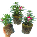Fuchsia Diva Red & White Plants (Set of 3 or 6)