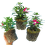 Set of 3 or 6 Large Plants - Fuchsia Diva Red & White, Ready to Plant in Your Garden