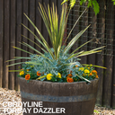 Cordyline Torbay Dazzler Plants (Set of 3 or 6)