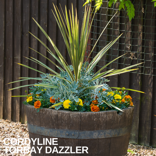 Variegated cordyline with cream-edged green leaves in a wooden barrel underplanted with marigolds