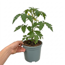 Shirley F1 Tomato Plants