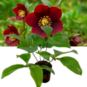 Hellebore Star of Passion Plant
