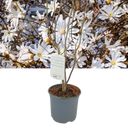 Magnolia Stellata Plant