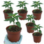 Set of 3 or 6 Large Chilli Pepper Plants - Armageddon, Ready to Plant in Your Garden