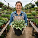 Hosta Tears from Heaven, 3 Litre Pots, Garden Ready
