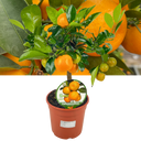 Mini Calamondin Plant