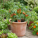 Tomato Growers Selection Variety Plants (Set of 3 or 6)