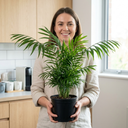 Parlour Palm Chamaedorea Elegans Plant
