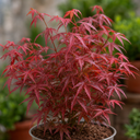3 Litre Red Acer Tree, Japanese Maple Plant, Nursery Pots