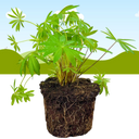 Lupin Legendary Rose Shades Plant (2L Pot)