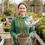 1 Prunus Kojo No Mai Flowering Hedging Plant, Low Maintenance Garden Ready, 3 Litre Root Ball