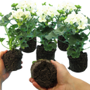 Geranium Toscana Erika Plants (Set of 3 or 6)