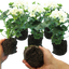 Set of 3 or 6 Large Plants - Geranium Toscana Erika, Ready to Plant in Your Garden