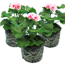 Pelargonium Toscana Dolce Vita Linus/Smart Splash Plants (Set of 3 or 6)