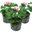 Set of 3 or 6 Large Plants-Garden Ready Pelargonium Toscana Dolce Vita Linus/Smart Splash