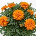 Marigold African Taishan Orange Plant (2L Pot)