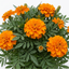 1 Large Plant - Marigold African Taishan Orange, Outdoor Garden Ready, 2L Pot