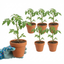 Set of 3 or 6 Grafted Cornabel Tomato Plants, Premium Live Plants, Outdoor & Greenhouse Ready, 1L Root Ball