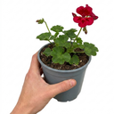 Geranium Calliope Red Splash Plant (2L Pot)