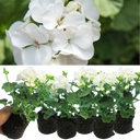 Geranium Toscana Erika Plants (Set of 3 or 6)