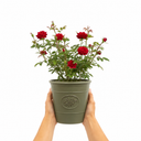 3Ltr Red Patio Rose Plant in Nursery Pot, Outdoor Pots