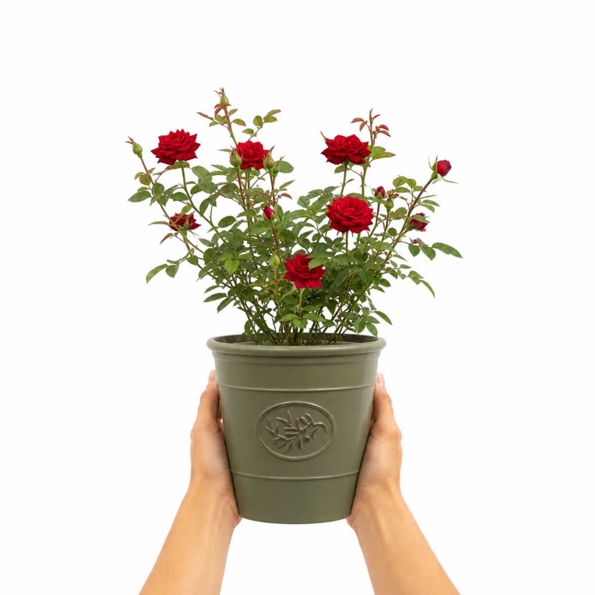 Patio Rose, Red – Compact Repeat Flowering Rose (3L Pot)