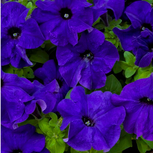 Massed deep violet-blue petunia trumpets with near-black throats among bright green leaves