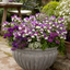 1 Large Plant - Nemesia Lady Kate, Ready to Plant in Your Garden, 5L Pot