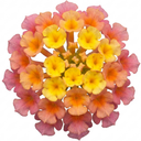 Lantana Bandolista Mango Plant (2L Pot)