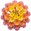 1 Large Plant - Lantana Bandolista Mango, Ready to Plant in Your Garden, 2L Pot