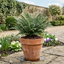 1 Large, Garden Ready Plant - Korean Rock Fern Polystichum Tsus Simense, 2L Pot