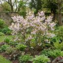 Prunus Kojo No Mai Flowering Hedging Plants