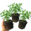 Italian Flat Leaf Parsley Herb Plants (Set of 3 or 6)
