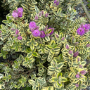 Hebe Variegata Evergreen Shrubs Plants (Set of 3 or 6)