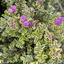Set of 3 or 6 Large Plants - Hebe Variegata Evergreen Shrubs, Peat-Free & Garden Ready