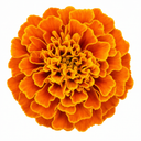 Marigold African Taishan Orange Plant (2L Pot)