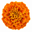 1 Large Plant - Marigold African Taishan Orange, Outdoor Garden Ready, 2L Pot