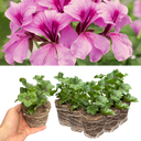 Geranium Tornado Pink Plants (Set of 3 or 6)