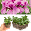 Set of 3 or 6 Large Plants - Geranium Tornado Pink, Ready to Plant in Your Garden