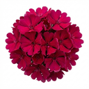 Lychnis atrosanguinea Plants (Set of 3 or 6)