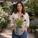 3Ltr Red Patio Rose Plant in Nursery Pot, Outdoor Pots