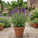 Salvia East Friesland Perennial Plants